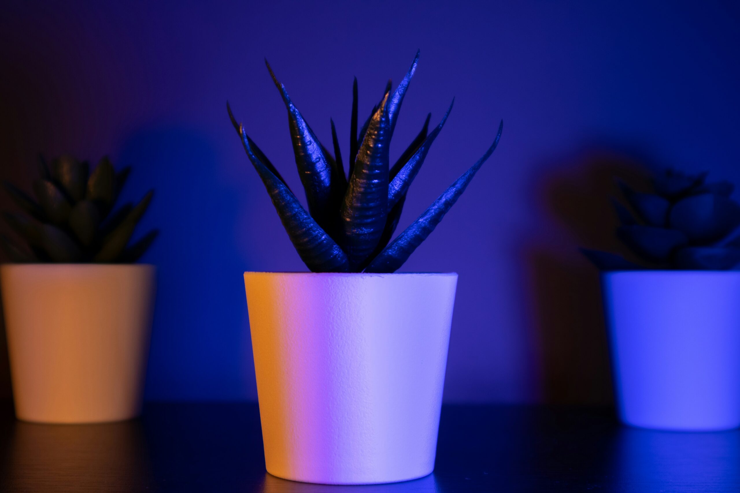 Mini Potted Green Fern